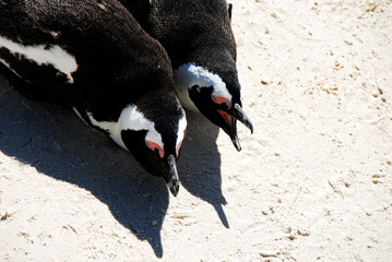 Africa- Close Up of Two Penguins Lying Side By Side Near Cape Town