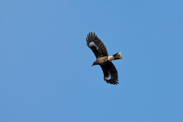 A Currwawong Flying Through the air