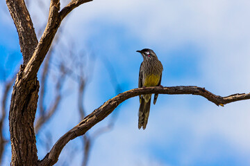 A Red wattlebird in a tree