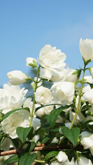 Closeup of white Jasmine flowers among the green leaves in the afternoon sun, with a blue sky as background. The branch is bending under the weight of the many flowers.
