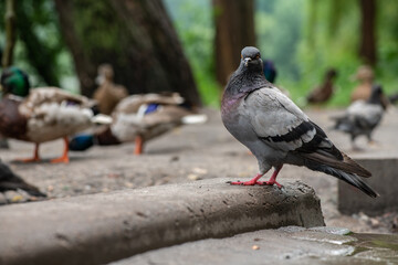 Nice young pigeon sitting on lake coast with ducks