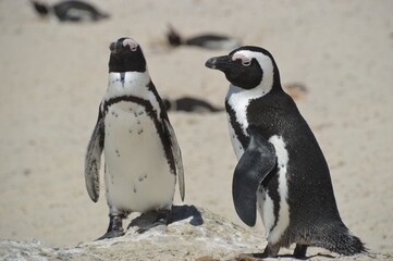 Obraz premium A large group of South African Penguins outside of Cape Town on Boulders Beach