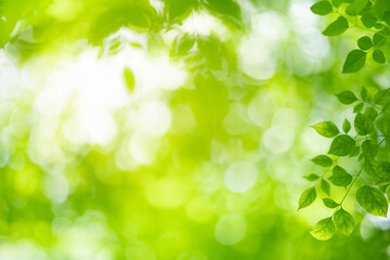 Fototapeta premium Nature of green leaf in garden at summer. Natural green leaves plants using as spring background cover page greenery environment ecology wallpaper