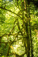 Obraz premium Relic forest consisting of yew and boxwood, moss on the branches. Beauty of the wild