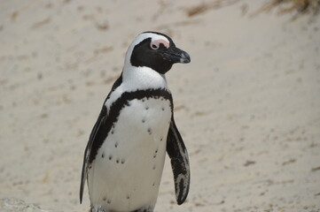 A large group of South African Penguins outside of Cape Town on Boulders Beach