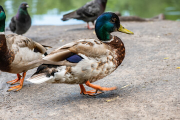 Naklejka na ściany i meble Nice wild young duck walking on road near the lake at spring time