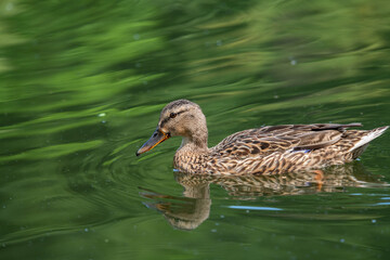 Nice young duck sweeming on lake water blue nature birds summer