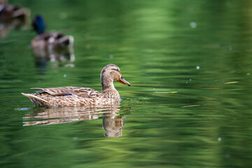 Nice young duck sweeming on lake water blue nature birds summer