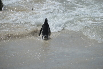 A large group of South African Penguins outside of Cape Town on Boulders Beach