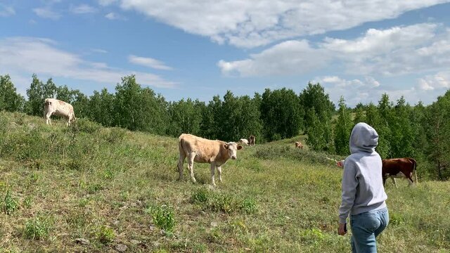Girl strokes a cow. Cows graze on mountain meadows. Beautiful panoramic view from the mountain to the summer landscape. Mountains, mountain lake, forests, fields. Top view. Somewhere in Russia.