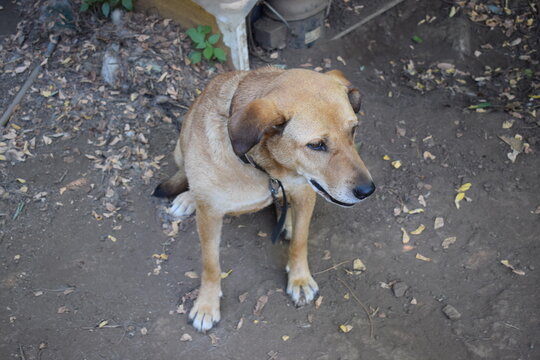 Female brown dog sitting oudtdoor