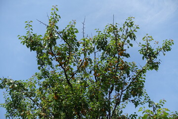 Orange fruits on branches of apricot tree against blue sky in mid July