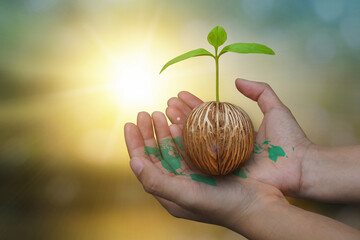 Close up image of human hand holding a green seed sprout growing tree plant on blurred forest nature autumn sunset background. World map green in hand. Eco earth day and environment day concept.