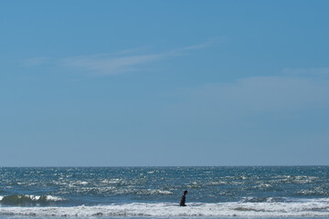 Fototapeta premium 夏の海