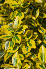 Yellow bright vivid fortune's euonymus / decorative shrub in a summer daylight.
Leaves pattern / wallpaper / background / texture