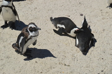 A large group of South African Penguins outside of Cape Town on Boulders Beach