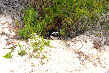 Cute penguin hidden on a white sand beach, boulders beach, Table Mountain National Park, Cape of good Hope, Cape Town, South Africa.