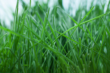 green grass background