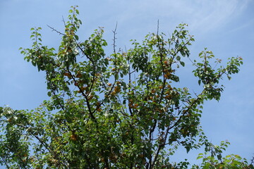 Upright branches of apricot tree with orange fruits against blue sky