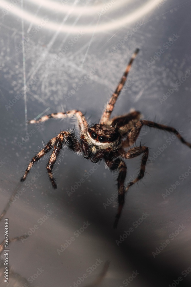 Sticker Vertical closeup shot of a tarantula with eight eyes and hairy legs walking on a web mid-air