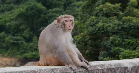 Wild monkey in the forest