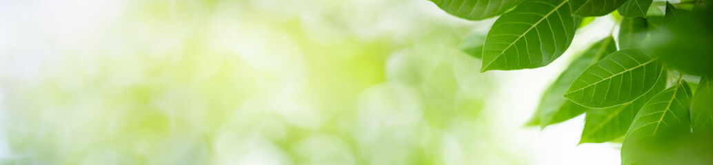 Nature of green leaf in garden at summer. Natural green leaves plants using as spring background cover page greenery environment ecology wallpaper