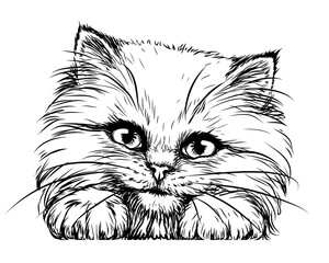 Kitten. Wall sticker. Black and white, graphic, artistic drawing of a cute fluffy kitten is pretty squinting.