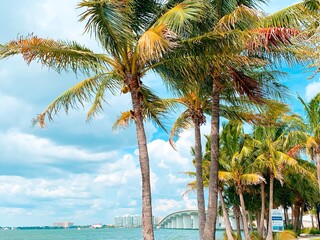 palm trees on the beach