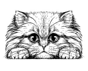 Kitten. Wall sticker. Black and white, graphic, artistic drawing of a cute fluffy kitten.