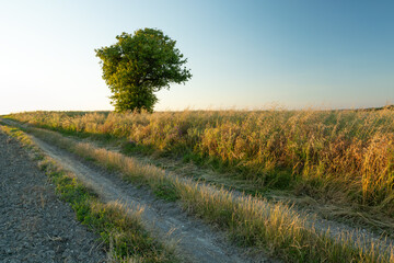 A dirt road through fields and a lonely tree