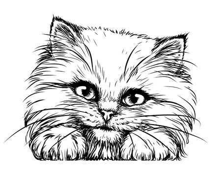 Kitten. Wall sticker. Black and white, graphic, artistic drawing of a cute fluffy kitten is pretty squinting.
