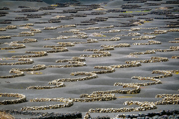 Little stone walls protecting the vineyards from the wind at La Geria. Lanzarote, Canary Islands / Spain