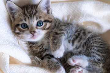Cute striped kitten lying white blanket on bed. Looking at camera. Concept of adorable little pets