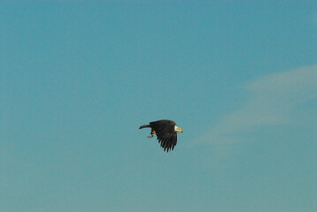 BIRDS- An American Bald Eagle Flying With Its Prey in Talons