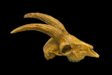 Ancient skull of fossil artiodactyls animal isolated on black