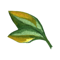 Hand drawn illustration of orange tree leaf. Drawing isolated on white background. Organic fruit grown on the farm