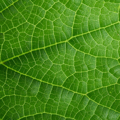 texture of green cucumber leaf