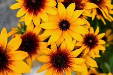 Obraz premium Bright yellow flowers of Rudbeckia hirta.