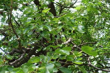 Dark berries in the leafage of mulberry tree in July