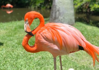 flamingo in the zoo