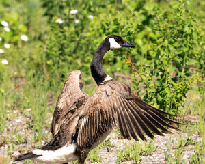 Canadian Geese stock photos. Image. Picture. Portrait.  Close-up profile view displaying spread wings, brown feather plumage, body with a foliage background in its habitat and environment.