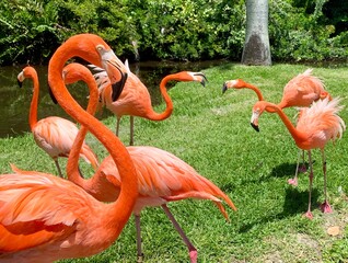 pink flamingo on the beach