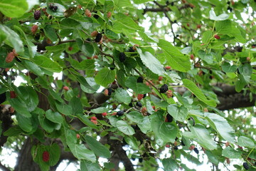 Ripe and unripe fruits in the leafage of mulberry tree in mid July
