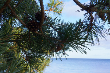 Long needles on a spruce branch. Spruce branch.