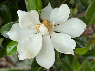 white magnolia flower
