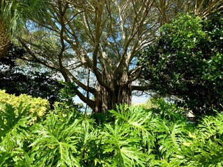 trees in the forest
