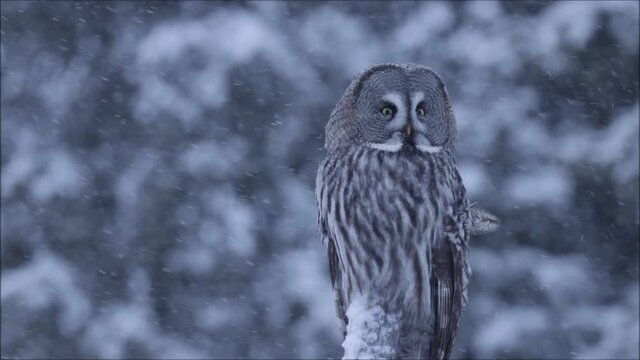 A large Great grey owl (Strix nebulosa) sitting on a snowy tree during a blizzard in wintery and cold Finnish taiga forest, Northern Europe. 