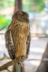 A brown thai owl on a branch