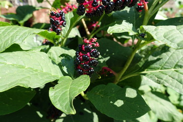 Ripe berries of Phytolacca acinosa in August