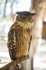 A brown thai owl on a branch